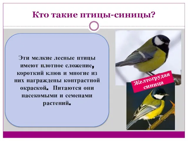 Кто такие птицы-синицы? Эти мелкие лесные птицы имеют плотное сложение, короткий клюв