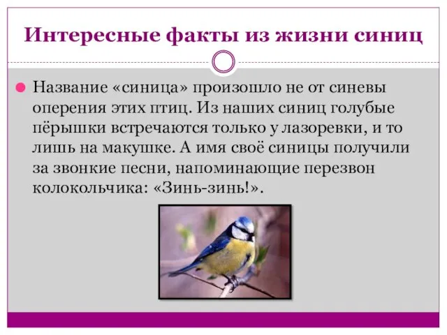 Интересные факты из жизни синиц Название «синица» произошло не от синевы оперения