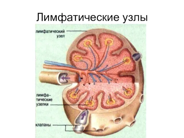 Лимфатические узлы