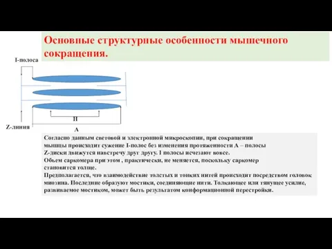 Z-линия А Н I-полоса Основные структурные особенности мышечного сокращения. Согласно данным световой