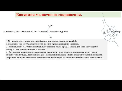 Биохимия мышечного сокращения. Миозин + АТФ ↔Миозин-АТФ ↔Миозин ↔Миозин +АДФ+Ф АДФ Ф