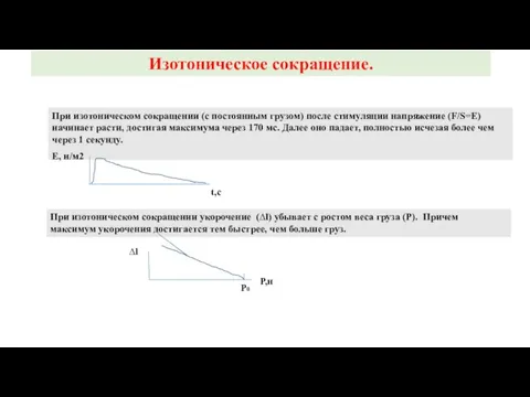 Изотоническое сокращение. При изотоническом сокращении (с постоянным грузом) после стимуляции напряжение (F/S=E)