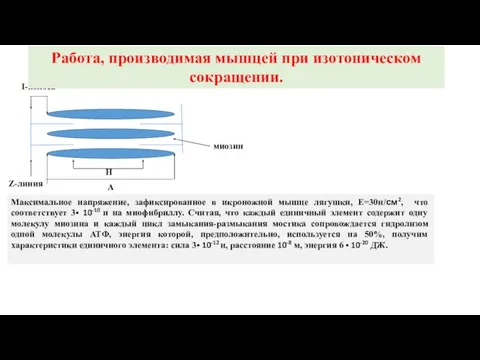 Z-линия А Н I-полоса Максимальное напряжение, зафиксированное в икроножной мышце лягушки, Е=30н/см2,