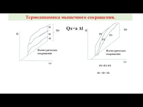 Термодинамика мышечного сокращения. Qx=a Δl t,c Q Qx Δl Δl Δl Изометрическое