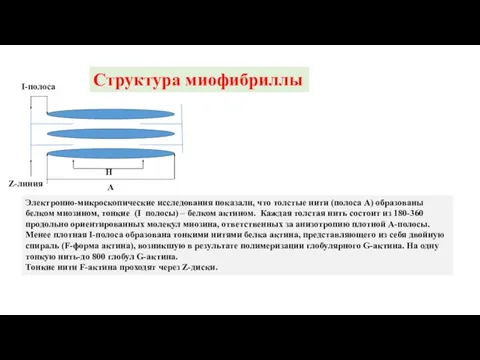 Структура миофибриллы Z-линия А Н I-полоса Электронно-микроскопические исследования показали, что толстые нити