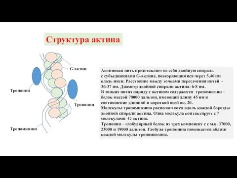 Структура актина Тропонин Тропонин Тропомиозин G актин Актиновая нить представляет из себя