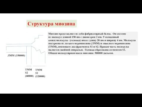 Структура миозина ЛММ (150000) ТММ S2 (60000) ТММ S1 (120000) Миозин представляет