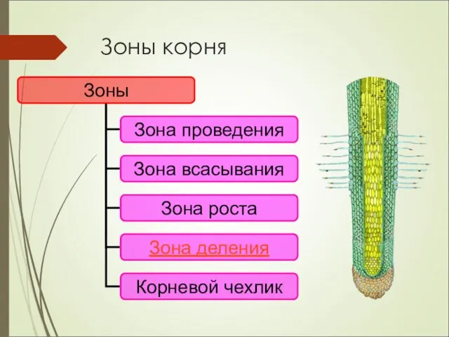 Зоны корня