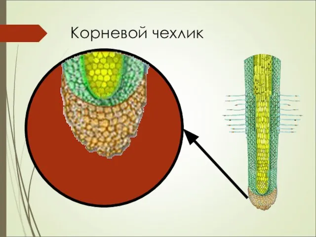 Корневой чехлик