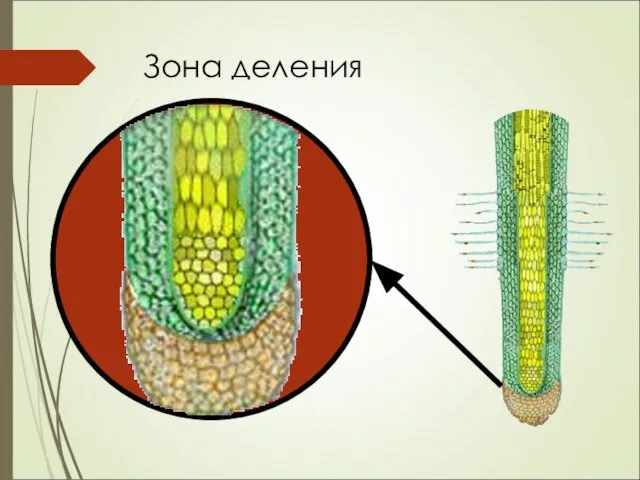 Зона деления