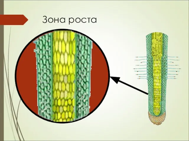 Зона роста