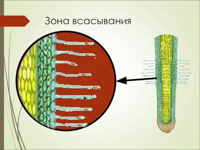 Зона всасывания