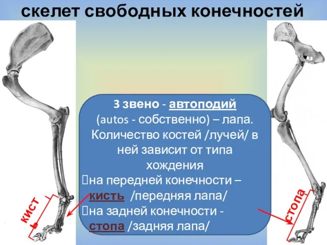 скелет свободных конечностей стопа кисть 3 звено - автоподий (autos - собственно)