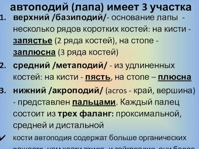 автоподий (лапа) имеет 3 участка верхний /базиподий/- основание лапы - несколько рядов