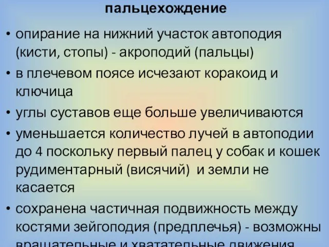 пальцехождение опирание на нижний участок автоподия (кисти, стопы) - акроподий (пальцы) в