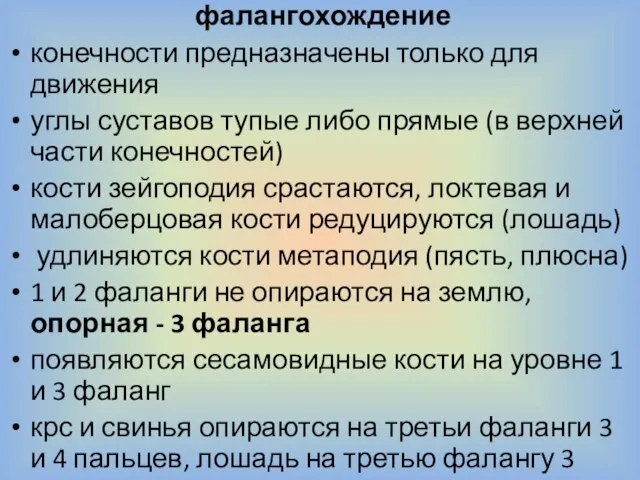 фалангохождение конечности предназначены только для движения углы суставов тупые либо прямые (в