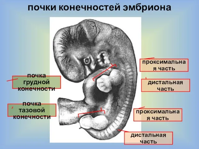 почки конечностей эмбриона почка грудной конечности почка тазовой конечности проксимальная часть дистальная