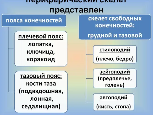 периферический скелет представлен