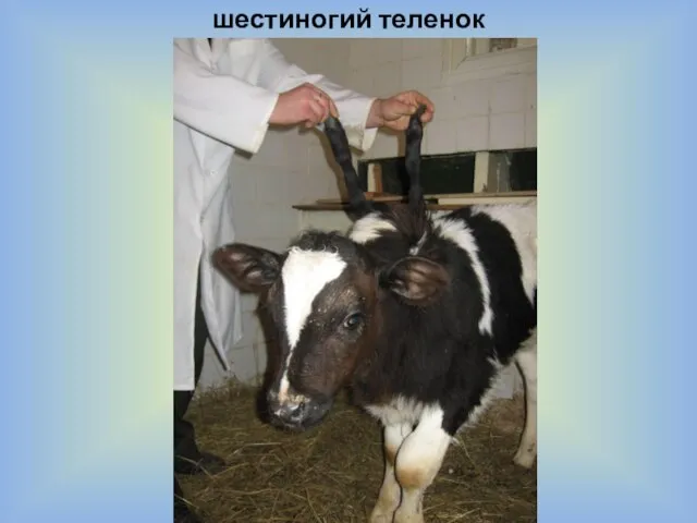 шестиногий теленок