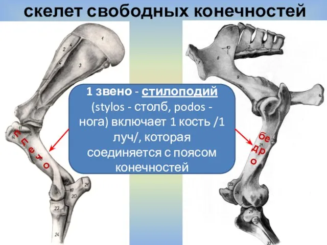 скелет свободных конечностей бедро плечо 1 звено - стилоподий (stylos - столб,