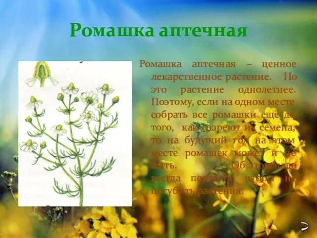 Ромашка аптечная Ромашка аптечная – ценное лекарственное растение. Но это растение однолетнее.