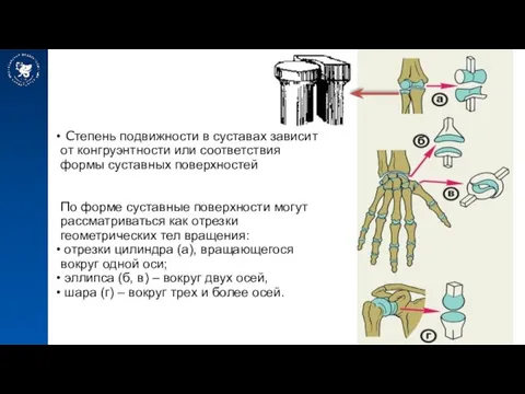 Степень подвижности в суставах зависит от конгруэнтности или соответствия формы суставных поверхностей