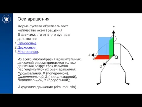 Оси вращения Форма сустава обуславливает количество осей вращения. В зависимости от этого