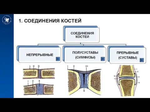 1. СОЕДИНЕНИЯ КОСТЕЙ