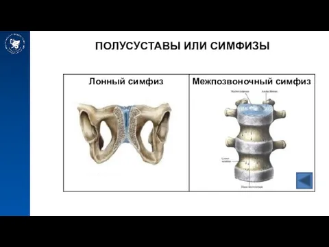 ПОЛУСУСТАВЫ ИЛИ СИМФИЗЫ