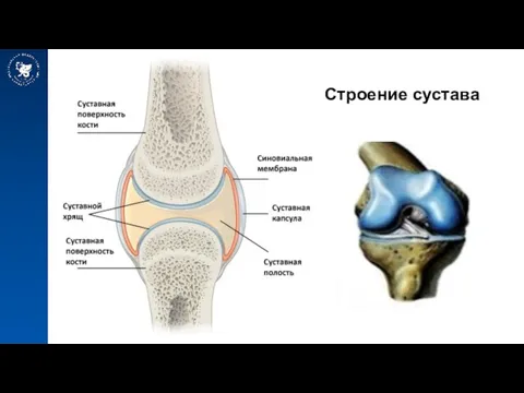 Строение сустава