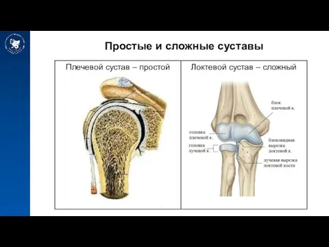 Простые и сложные суставы