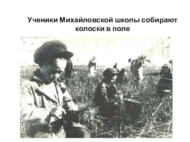 Ученики Михайловской школы собирают колоски в поле