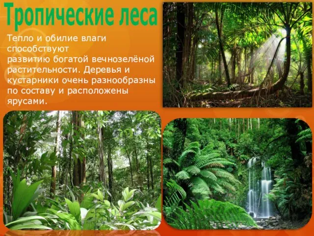 Тропические леса Тепло и обилие влаги способствуют развитию богатой вечнозелёной растительности. Деревья