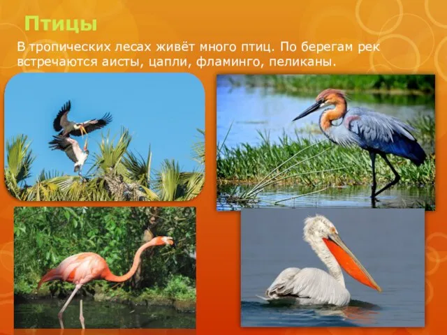 Птицы В тропических лесах живёт много птиц. По берегам рек встречаются аисты, цапли, фламинго, пеликаны.