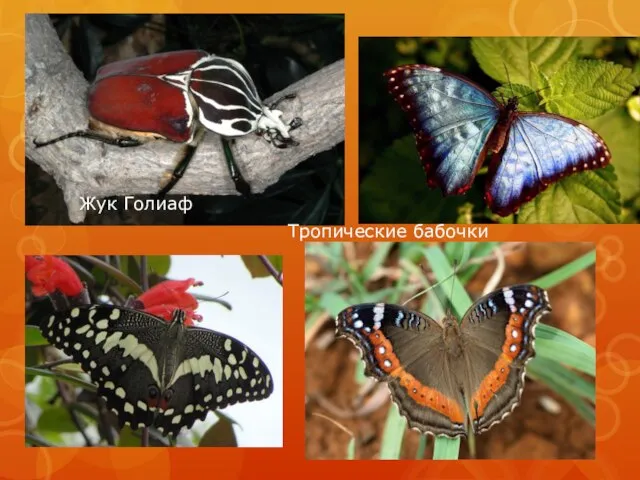 Жук Голиаф Тропические бабочки