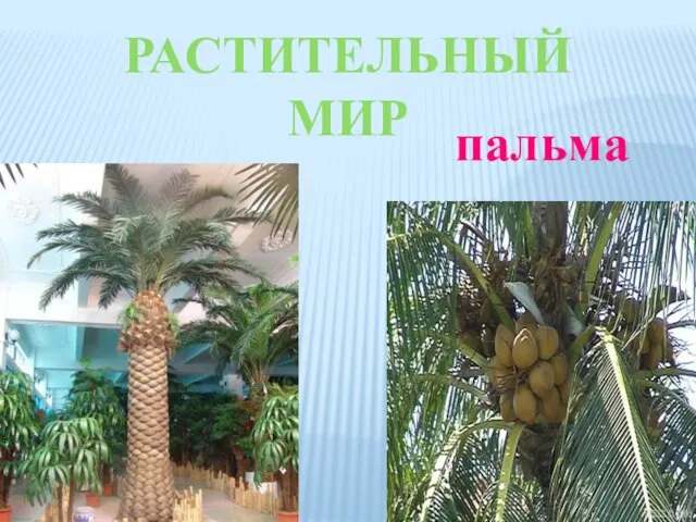 РАСТИТЕЛЬНЫЙ МИР пальма