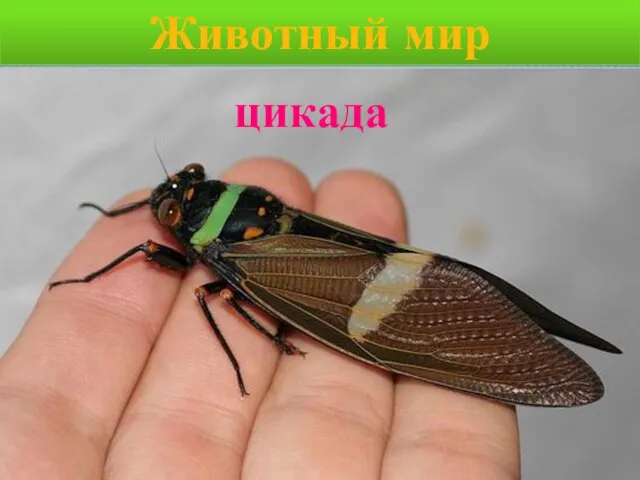 Животный мир цикада