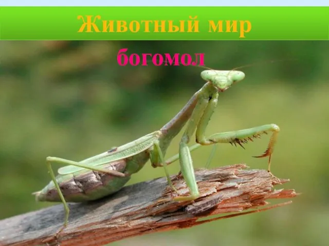 Животный мир богомол