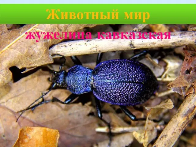 Животный мир жужелица кавказская