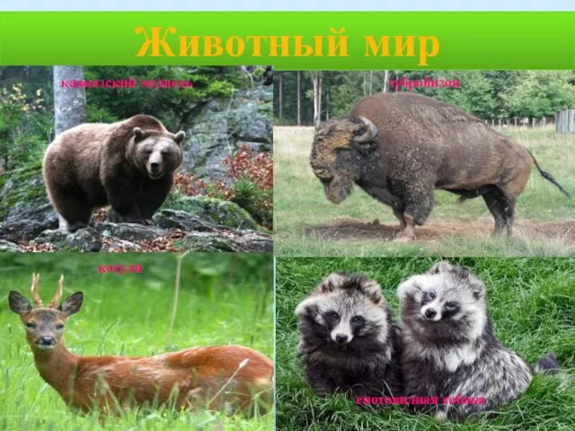 Животный мир косуля енотовидная собака кавказский медведь зубробизон
