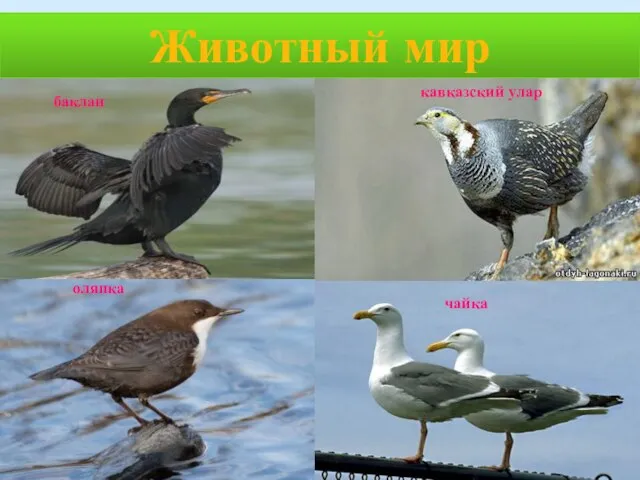 Животный мир оляпка чайка баклан кавказский улар