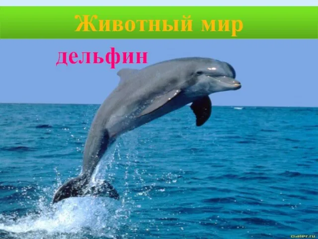 Животный мир дельфин