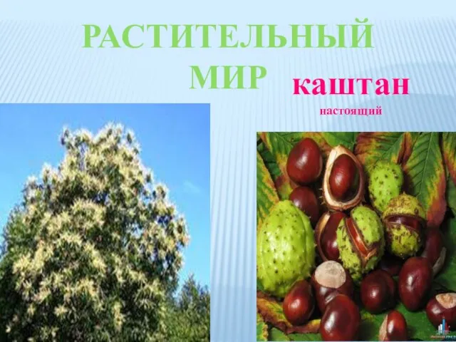 РАСТИТЕЛЬНЫЙ МИР каштан настоящий