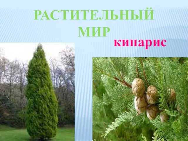 РАСТИТЕЛЬНЫЙ МИР кипарис