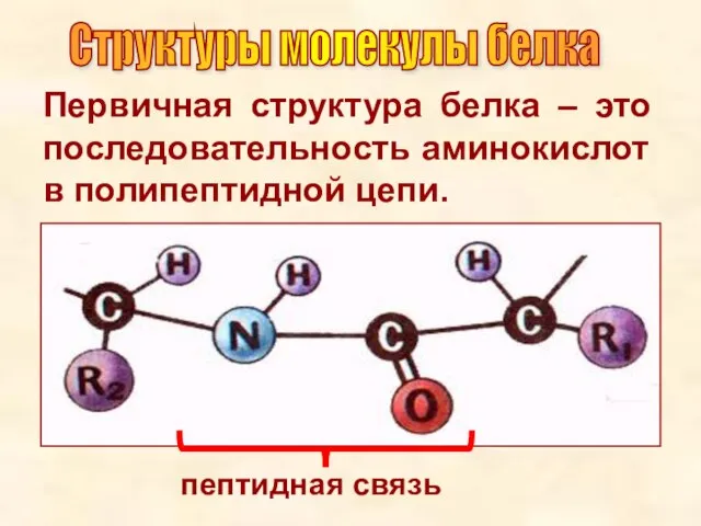 Первичная структура белка – это последовательность аминокислот в полипептидной цепи. пептидная связь Структуры молекулы белка