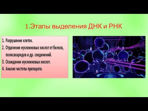 1.Этапы выделения ДНК и РНК