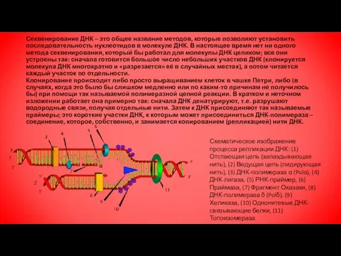 Секвенирование ДНК – это общее название методов, которые позволяют установить последовательность нуклеотидов