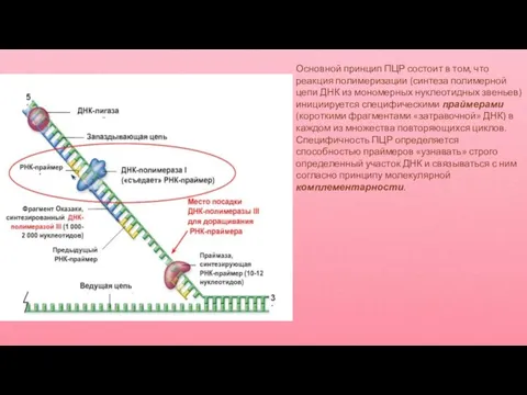 Основной принцип ПЦР состоит в том, что реакция полимеризации (синтеза полимерной цепи