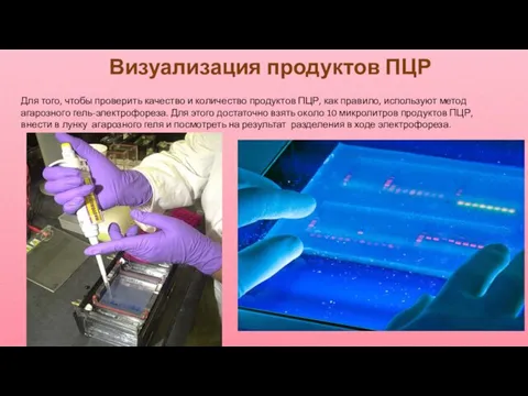 Визуализация продуктов ПЦР Для того, чтобы проверить качество и количество продуктов ПЦР,