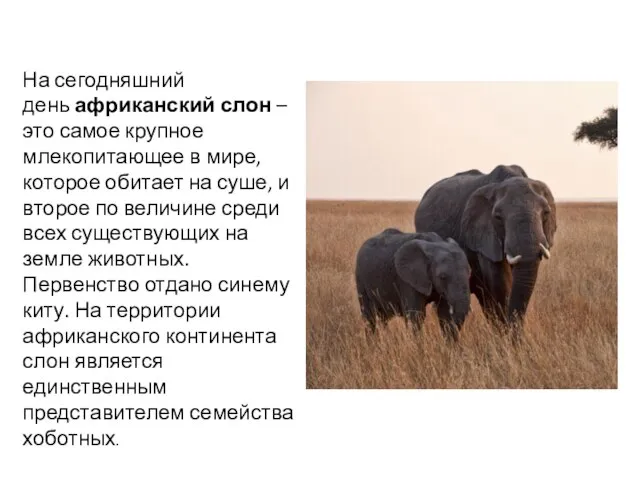 На сегодняшний день африканский слон – это самое крупное млекопитающее в мире,